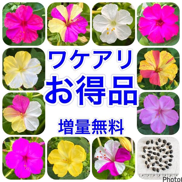 【ワケアリ】 オシロイバナの種 40粒 色不明 お得品 花の種