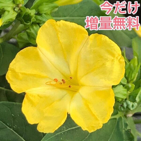 オシロイバナの種(黄) 20粒 花の種 カワイイ