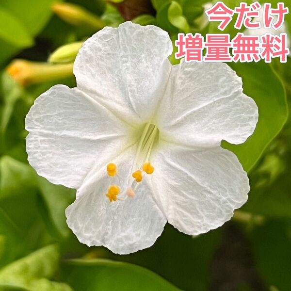 オシロイバナの種(白) 20粒 花の種 カワイイ
