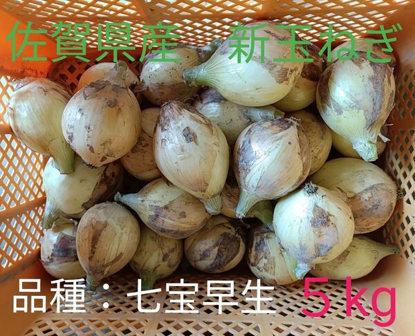 新玉ねぎ 佐賀県産 しろいし玉ねぎ 早生七宝早生 減農薬 サラダ用玉ねぎ 産地直送 農家直送 5kg