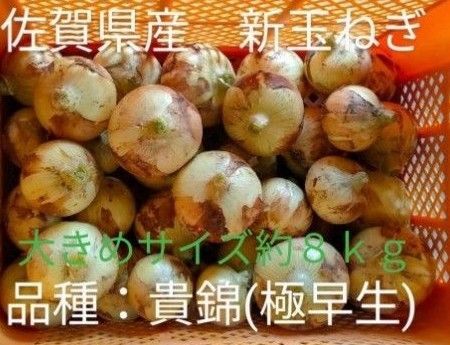 新玉ねぎ 佐賀県産 しろいし玉ねぎ 極早生貴錦 減農薬 サラダ用玉ねぎ 産地直送 農家直送 8kg 10kg