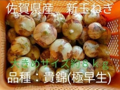 新玉ねぎ 佐賀県産 しろいし玉ねぎ 極早生貴錦 減農薬 サラダ用玉ねぎ 産地直送 農家直送 8kg 10kg