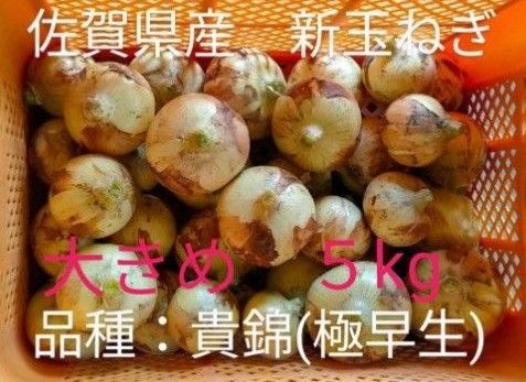 新玉ねぎ 佐賀県産 しろいし玉ねぎ 極早生貴錦 減農薬 サラダ用玉ねぎ 産地直送 農家直送 5kg