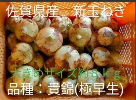 新玉ねぎ 佐賀県産 しろいし玉ねぎ 極早生貴錦 減農薬 サラダ用玉ねぎ 産地直送 農家直送 8kg 10kg