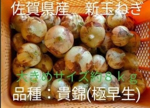 新玉ねぎ 佐賀県産 しろいし玉ねぎ 極早生貴錦 減農薬 サラダ用玉ねぎ 産地直送 農家直送 8kg 10kg