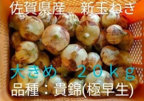新玉ねぎ 佐賀県産 しろいし玉ねぎ 極早生貴錦 減農薬 サラダ用玉ねぎ 産地直送 農家直送 20kg
