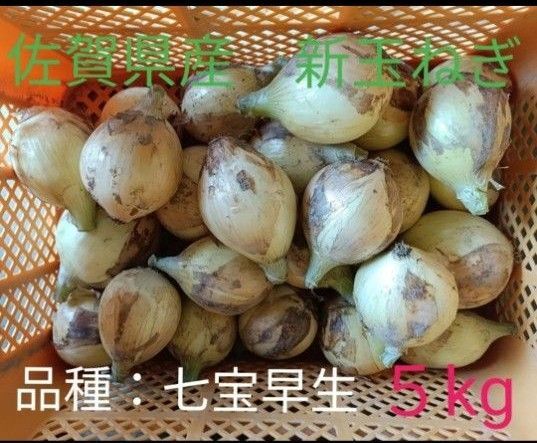 新玉ねぎ 佐賀県産 しろいし玉ねぎ 早生七宝早生 減農薬 サラダ用玉ねぎ 産地直送 農家直送 5kg