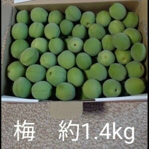 【はる様専用】 青梅 梅酒 梅シロップ ジャム等に