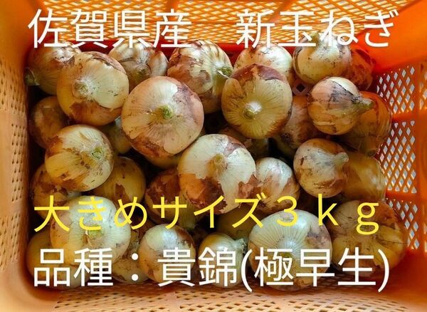 新玉ねぎ 佐賀県産 しろいし玉ねぎ 極早生貴錦 減農薬 サラダ用玉ねぎ 産地直送 農家直送 3kg 5kg
