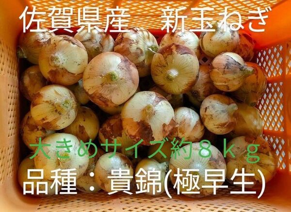 新玉ねぎ 佐賀県産 しろいし玉ねぎ 極早生貴錦 減農薬 サラダ用玉ねぎ 産地直送 農家直送 8kg 10kg