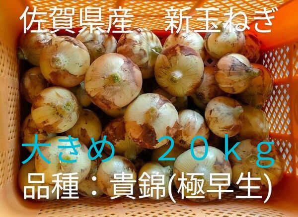 新玉ねぎ 佐賀県産 しろいし玉ねぎ 極早生貴錦 減農薬 サラダ用玉ねぎ 産地直送 農家直送 20kg