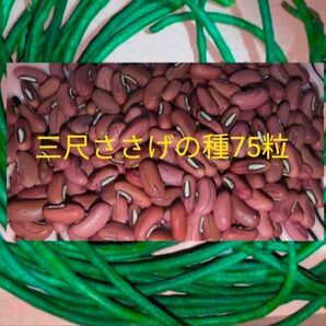 三尺ささげの種75粒