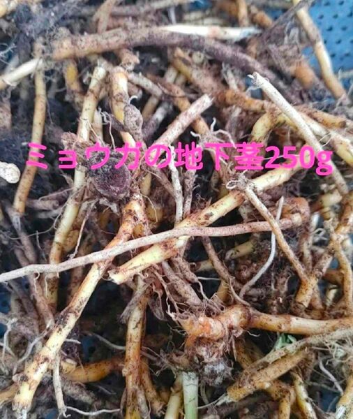 ミョウガの地下茎250g