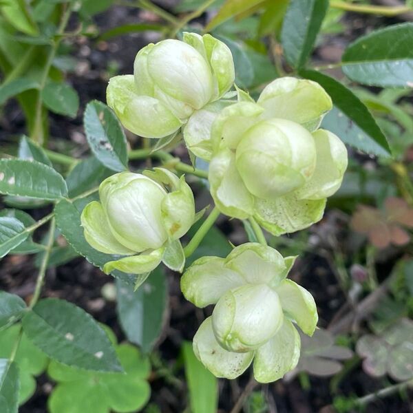 花芽付き グリーン みどり バラ 四季咲き 苗
