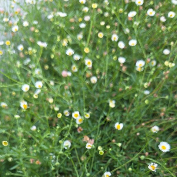 エリゲロン苗6本