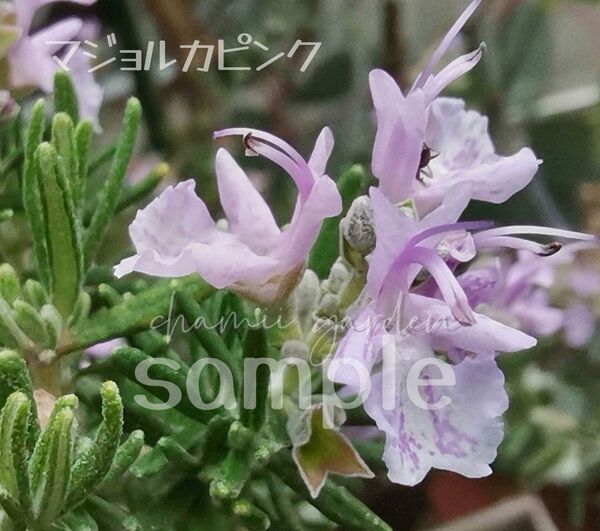 同梱280円 ◇◇6 ローズマリー マジョルカピンク 抜き苗 同梱割 単品ネコポス発送