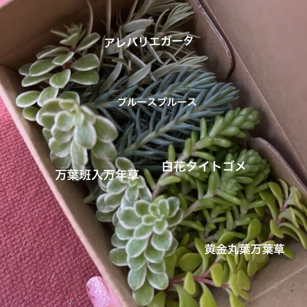 多肉植物 セダム カット苗 カラフル 詰め合わせ