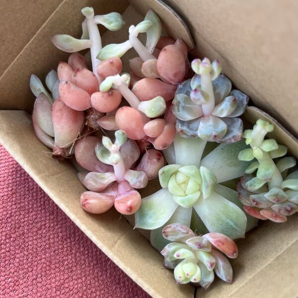 多肉植物 カット苗 エケベリア 詰め合わせ 訳あり ピンク色多め