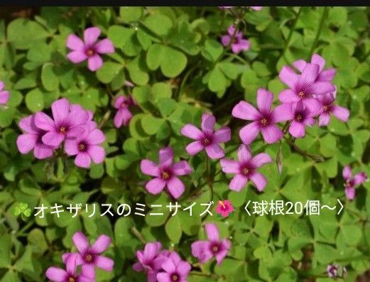 オキザリス/イモカタバミ☆ミニサイズの球根〈20個以上〉