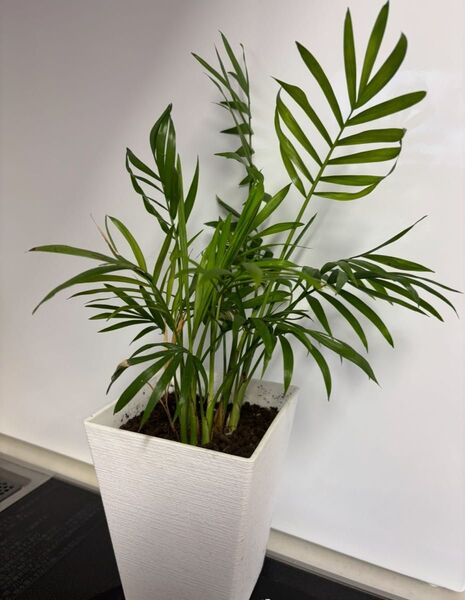 テーブルヤシ 観葉植物 抜き苗 リゾート南国