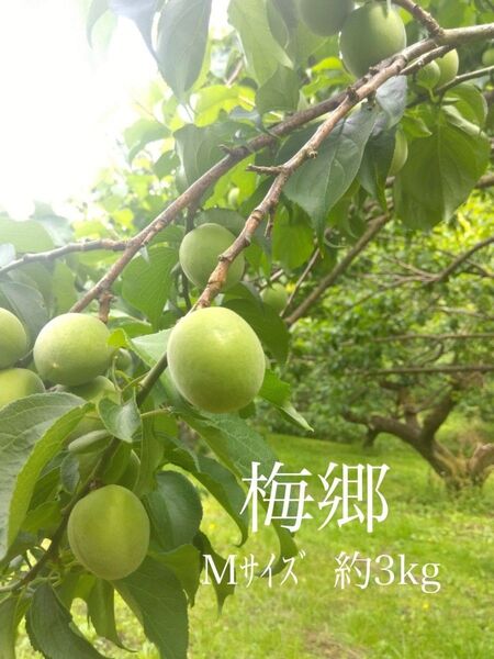 6月9日収穫分 青梅(梅郷)Mサイズ約3kg