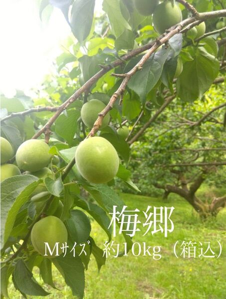 6月10日収穫分 青梅(梅郷)Mサイズ箱重量約10kg
