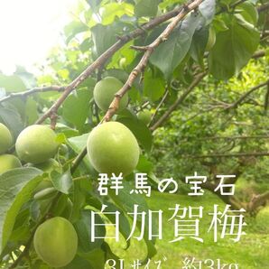 6月15日収穫分 青梅 3Lサイズ約3kg