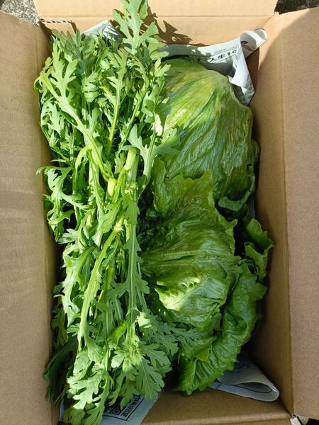 自家製野菜セット