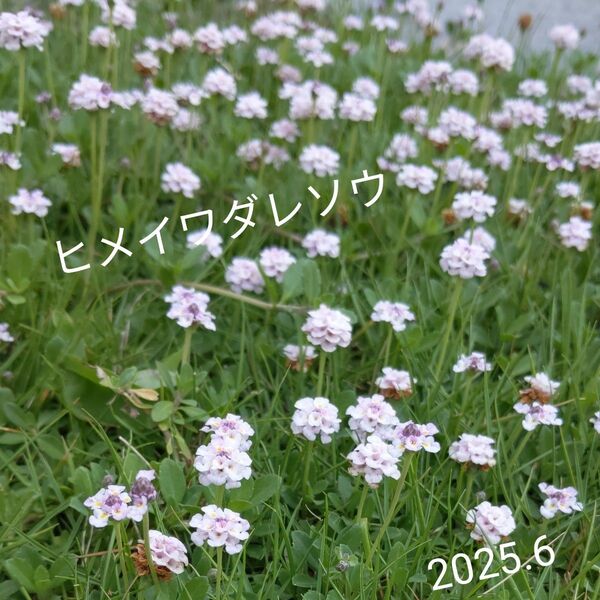ヒメイワダレソウ 根付き苗とカット苗のパック詰め