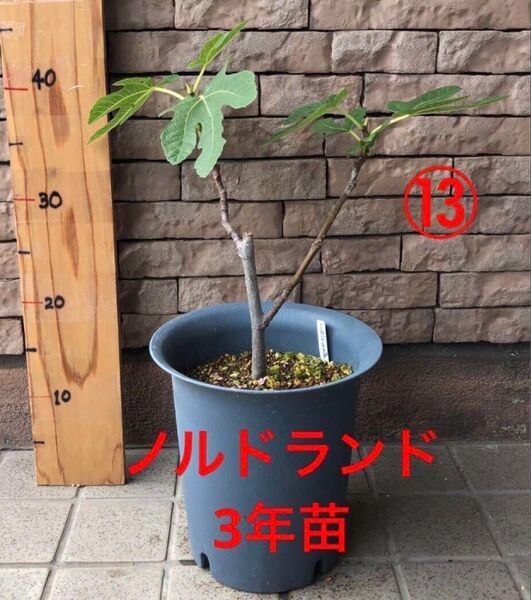 いちじく ノルドランド 3年苗 苗木 ⑬