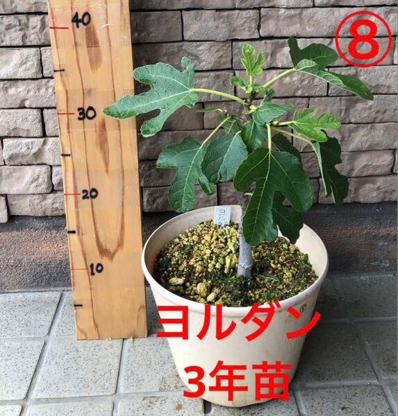 いちじく ヨルダン 3年苗 苗木 ⑧