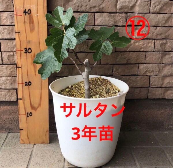 いちじく サルタン 3年苗 苗木 ⑫