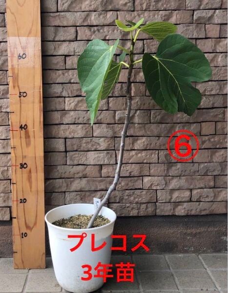 いちじく プレコス 3年苗 苗木 ⑥