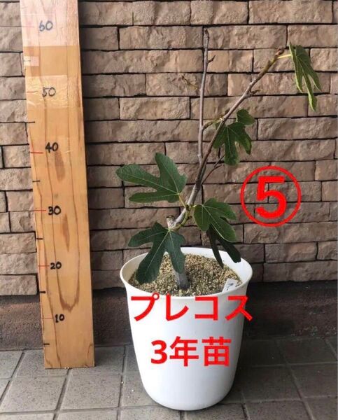 いちじく プレコス 3年苗 苗木 ⑤