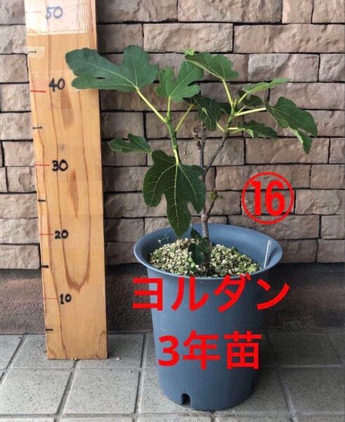 いちじく ヨルダン 3年苗 ⑯ 苗木