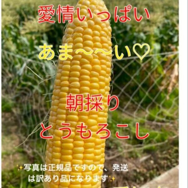 朝採れとうもろこし 訳あり 80サイズ