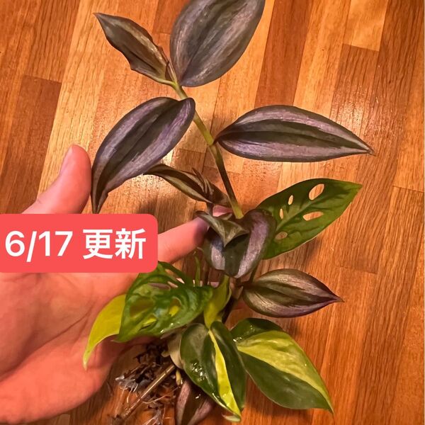 【抜き苗・ネコポス】植物セット モンステラ マドカズラ フィロデンドロンブラジル トラディスカンティア C