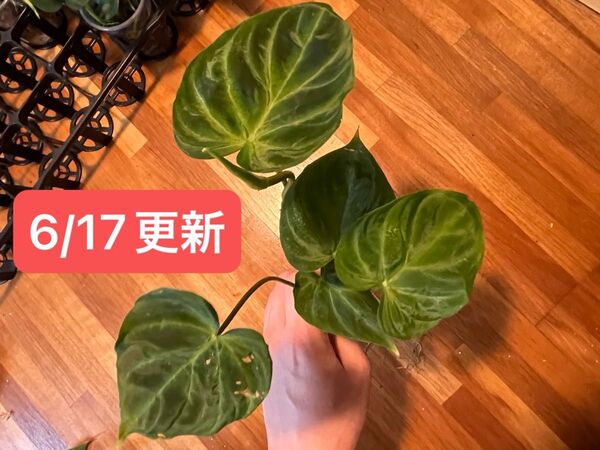 【抜き苗・ネコポス】フィロデンドロンベルコーサム