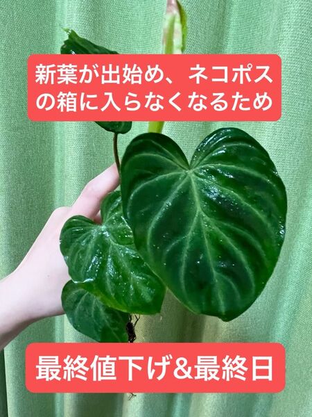 【抜き苗・ネコポス】フィロデンドロンベルコーサム ネコポスの箱に入らなくなるため本日6/22最終日