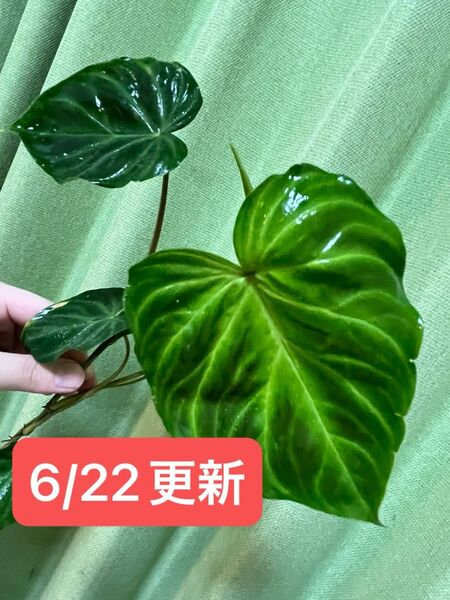 【抜き苗・ネコポス】フィロデンドロンベルコーサム