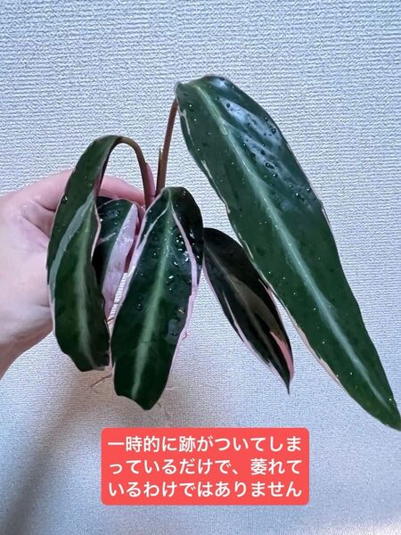 【抜き苗・ネコポス】カラテア ストロマンテトリオスター A