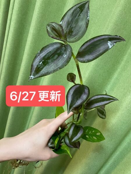 【抜き苗・ネコポス】植物セット モンステラ マドカズラ フィロデンドロンブラジル トラディスカンティア C