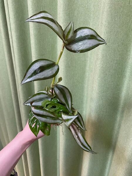 【抜き苗・ネコポス】植物セット モンステラ マドカズラ フィロデンドロンブラジル トラディスカンティア B