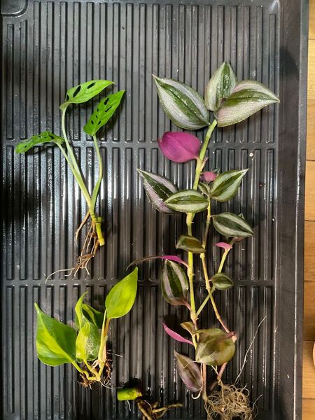 【抜き苗・ネコポス】観葉植物セット モンステラ マドカズラ トラディスカンティア フィロデンドロンブラジル