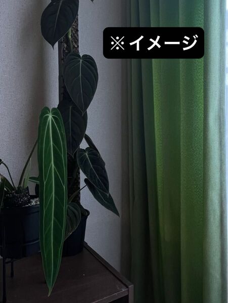 【抜き苗・ネコポス】フィロデンドロンメラノクリサム