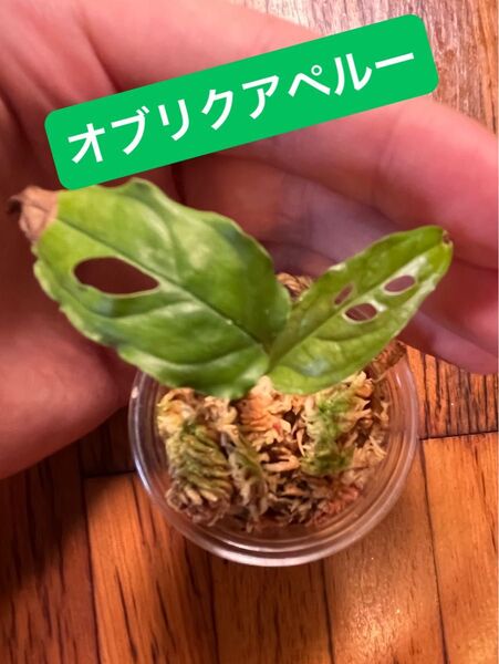 【抜き苗・ネコポス】モンステラオブリクアペルー