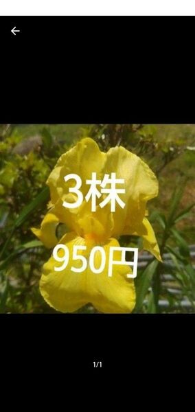 ジャーマンアイリス 苗 球根 薄い黄色 3株