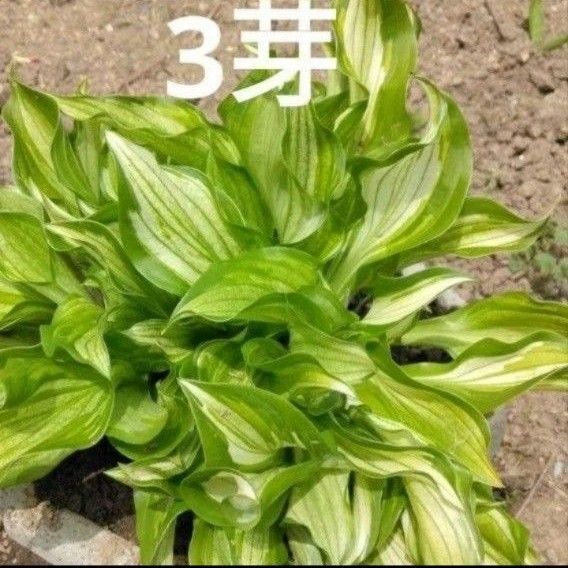 ギボウシ ホスタ 花 苗 白色 緑色 黄緑色 斑入り 3芽