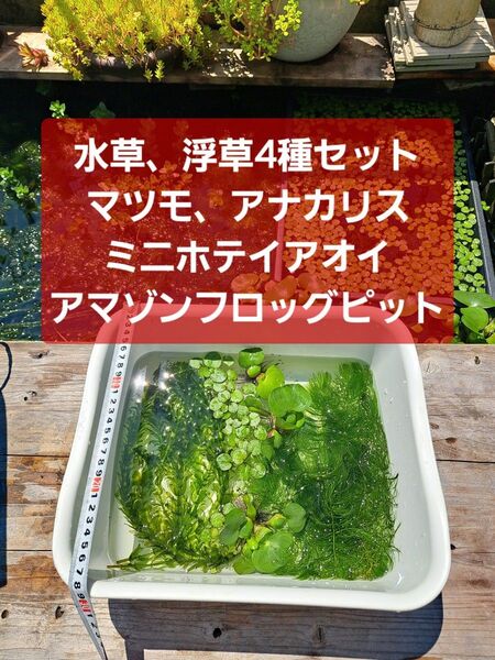 【匿名配送】水草4種セット マツモ、アナカリス、アマゾンフロッグピット、ミニホテイアオイ