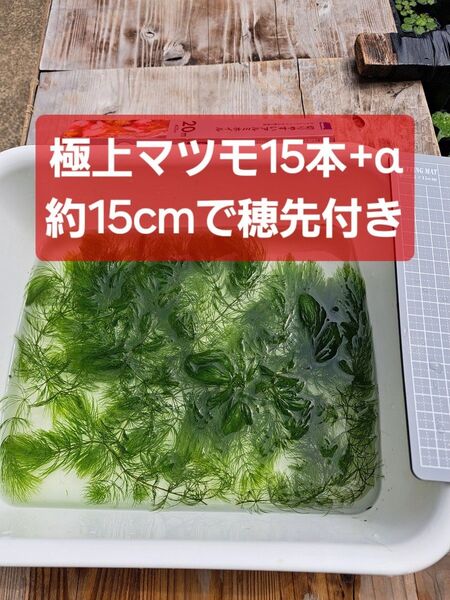 【匿名配送】極上マツモ約15cm 穂先付き15本+α 無農薬 アマフロセット可